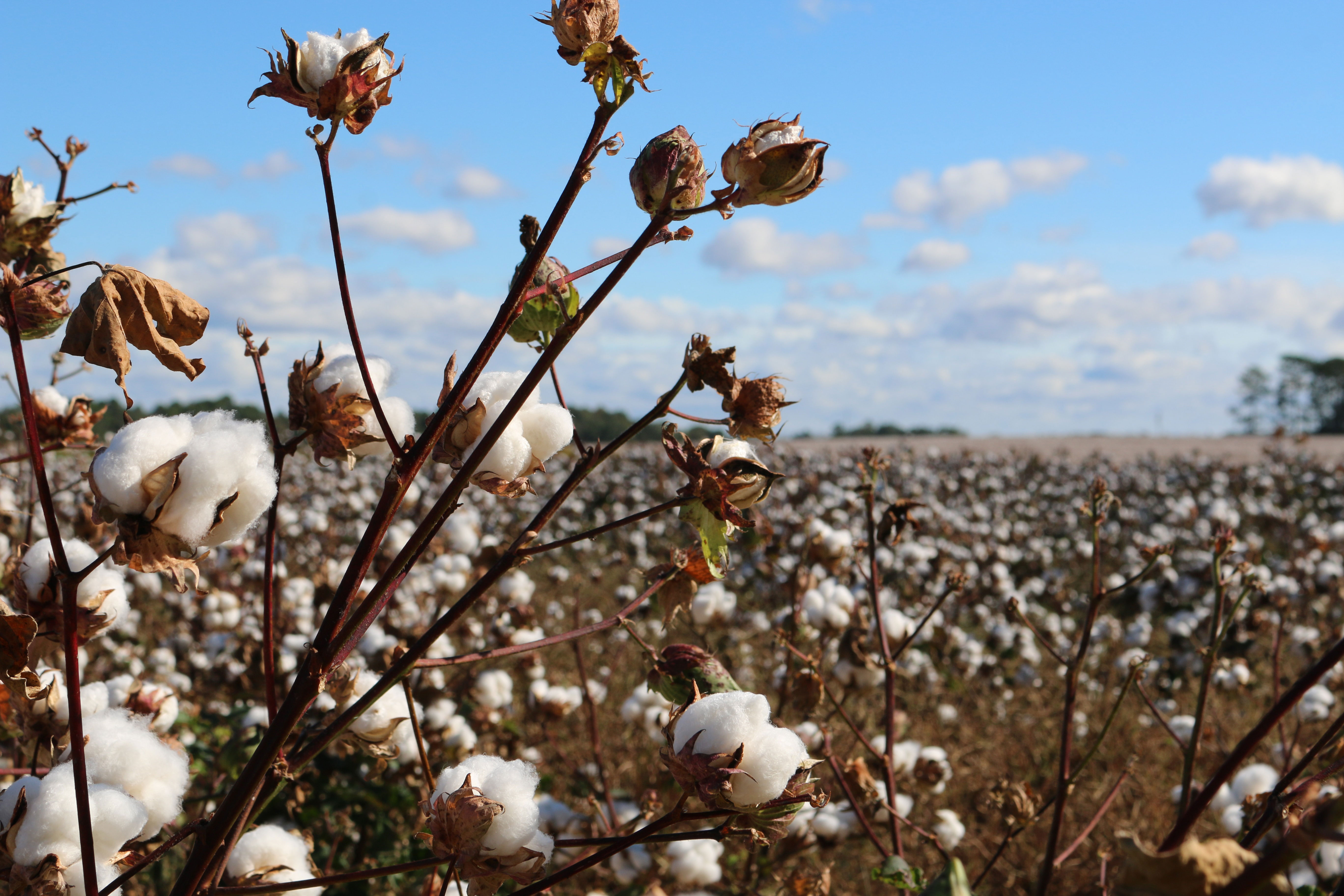 The Future of Organic Cotton | ShirtSpace
