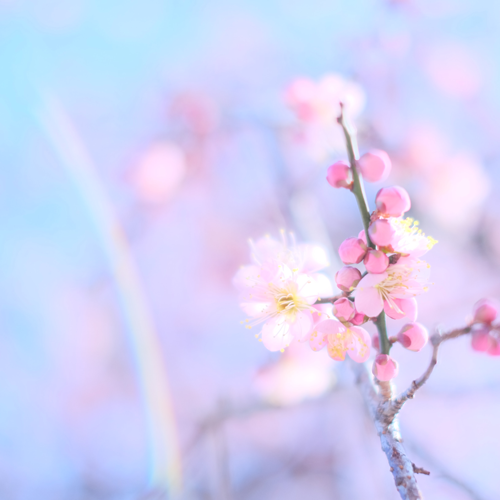 Close up of cherry blossoms with a pink and iridescent background.