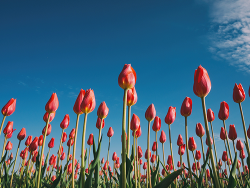 Red and orange tulips in a flower field.