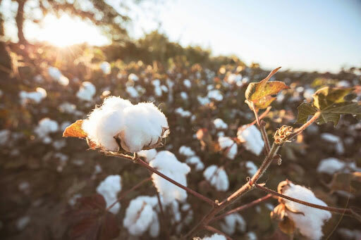 A field of growing organic cotton used to make t-shirts.