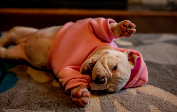 White bulldog puppy wearing a pink hoodie.
