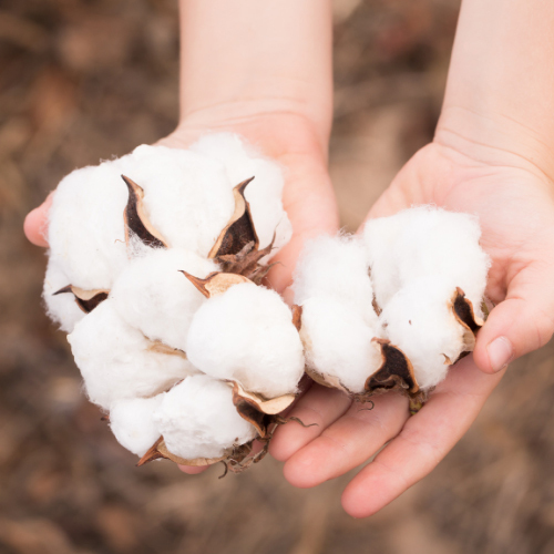 Raw cotton in persons hand